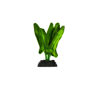 BARBUS Шелковое растение Анубиас Хатифолия 10 см